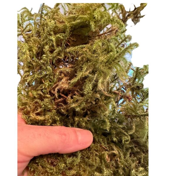 Preserved star moss CANOPY - Image 6