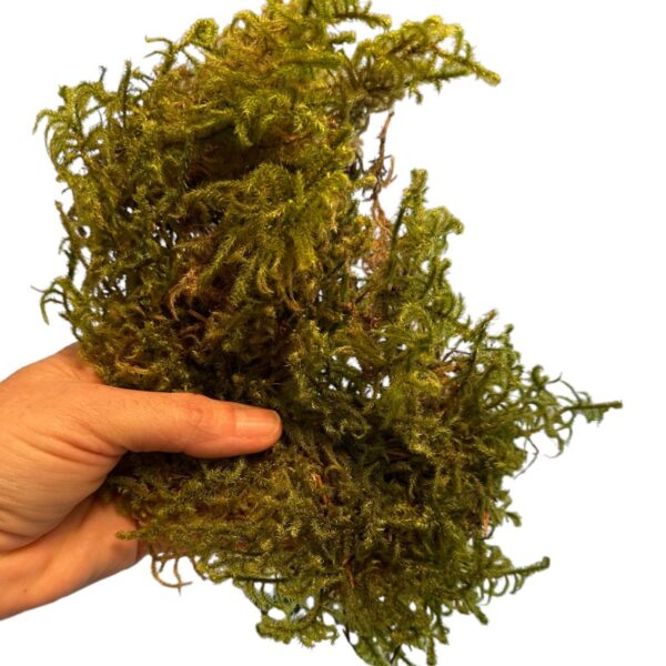 Preserved star moss CANOPY - Image 5