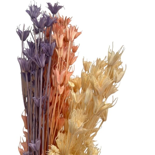 Dry Nigella Orientalis mix - Image 6