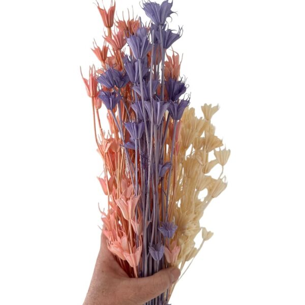 Dry Nigella Orientalis mix
