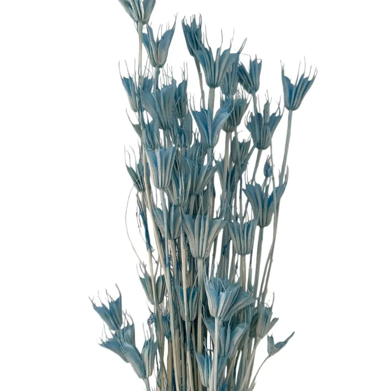 Dry blue Nigella Orientalis - Image 4