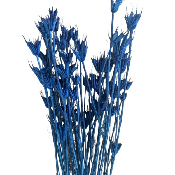 Dry Nigella Orientalis navy