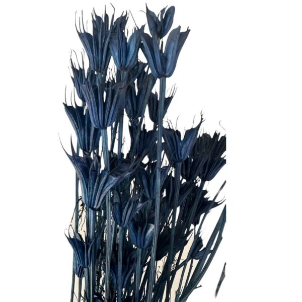 Dry Nigella Orientalis navy - Image 2