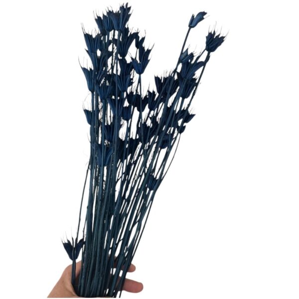 Dry Nigella Orientalis navy - Image 3
