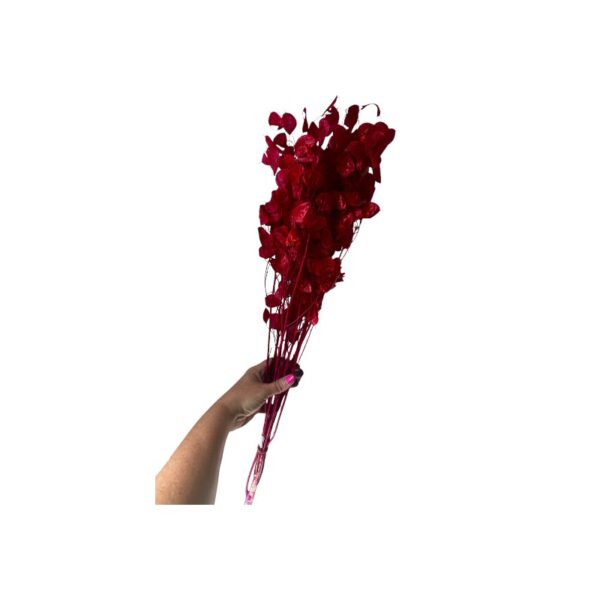Dry cherry Lunaria - Image 3