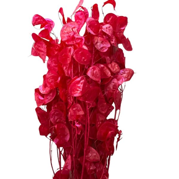 Dry cherry Lunaria