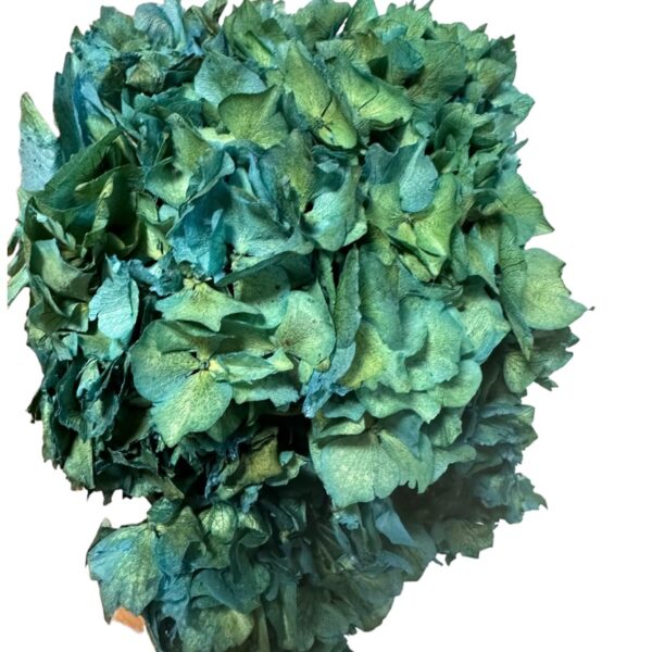 Dry Hydrangea blue green - Image 2