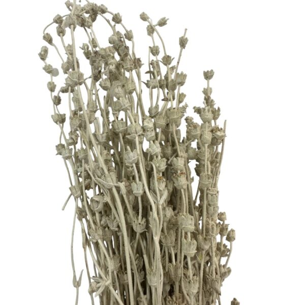 Dry misty white Lavender