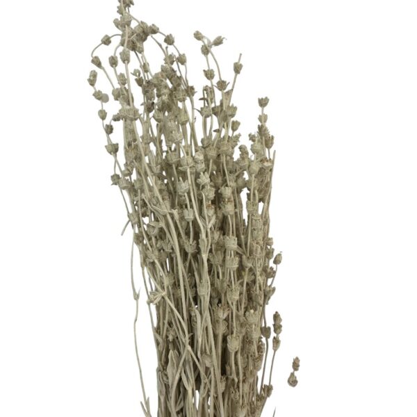 Dry misty white Lavender - Image 3