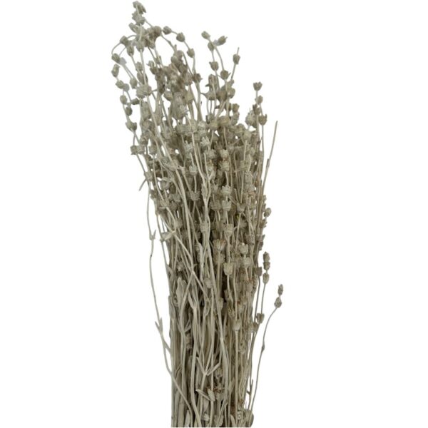 Dry misty white Lavender - Image 2