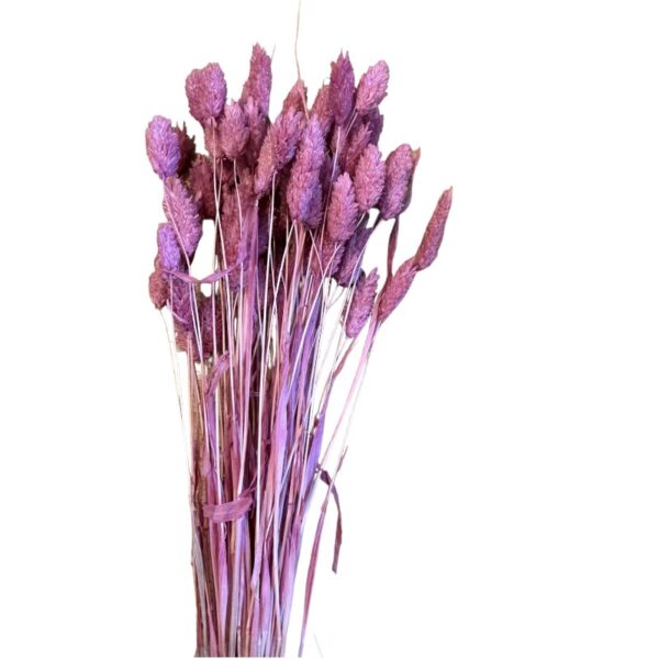 Dry Phalaris fuchsia - Image 2