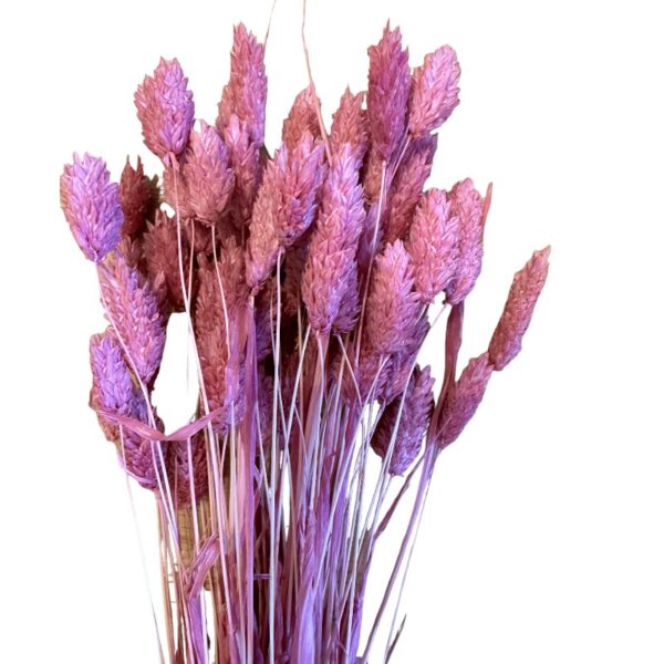 Dry Phalaris fuchsia bunch