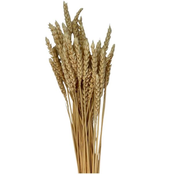 Dry Wheat cream - Image 2
