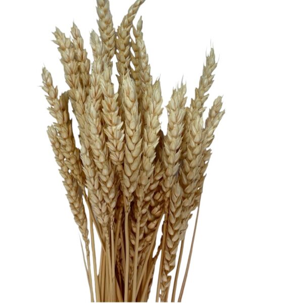 Dry Wheat cream 1 bunch
