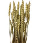 Dry Wheat natural 1 bunch