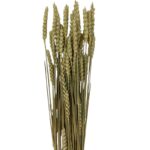 Dry Wheat natural - Image 2