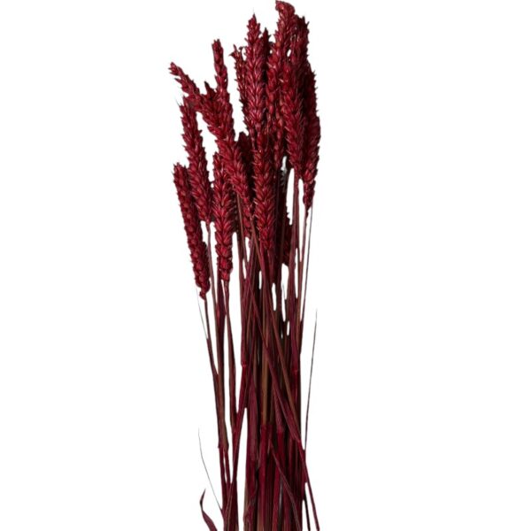 Dry Wheat red - Image 2