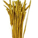 Dry Wheat yellow - Image 2
