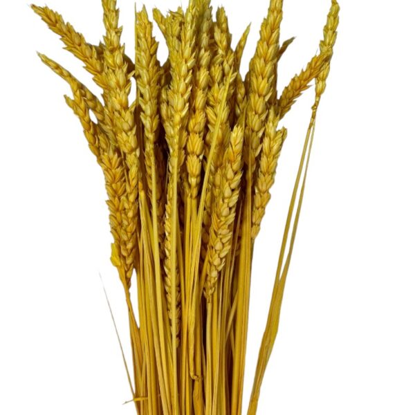 Dry Wheat yellow - Image 2