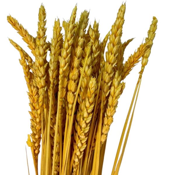 Dry Wheat yellow 1 bunch
