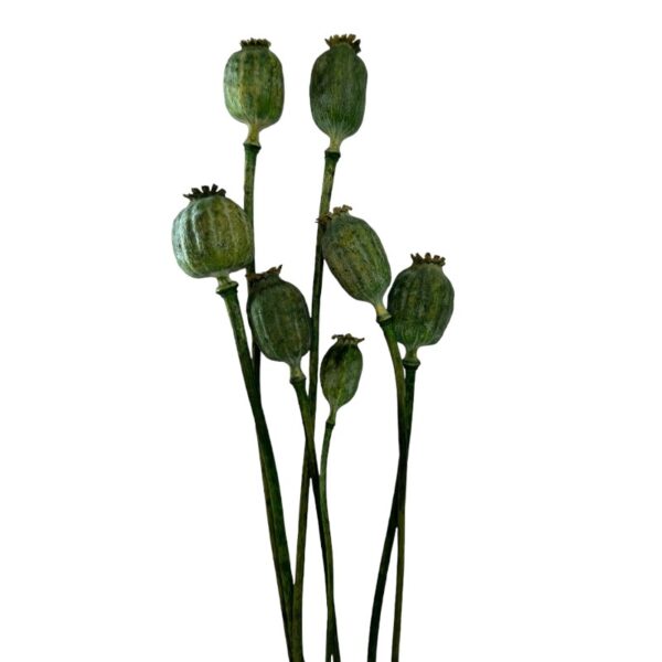 Dry Poppy pods green - Image 2