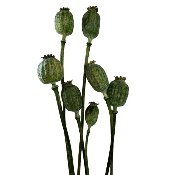 Bunch of dry green poppy pods.