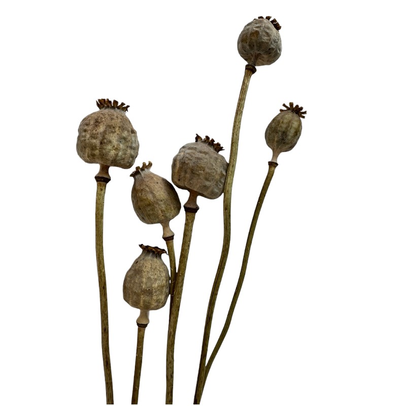 Bunch of 5 units of different sizes of poppy pods in natural color