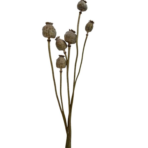 Dry poppy pods natural - Image 2