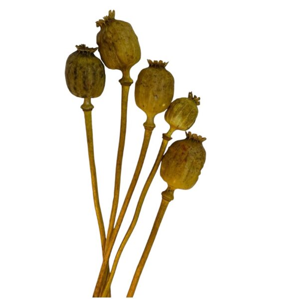 Dry Poppy pods yellow - Image 2