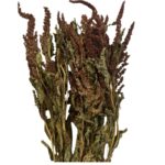 Dry Amaranthus brown - Image 2