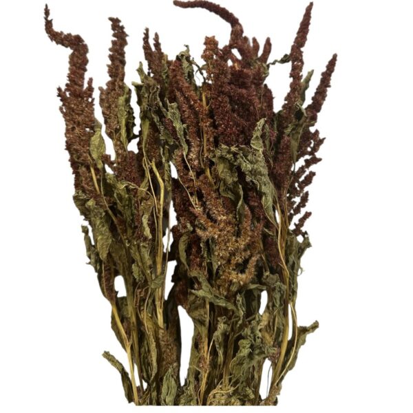 Dry Amaranthus brown - Image 2