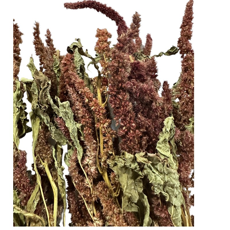 Dry Amaranthus brown 1 bunch