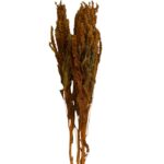 Dry Amaranthus yellow - Image 2