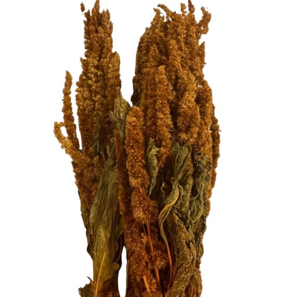 Dry Amaranthus yellow 1 bunch