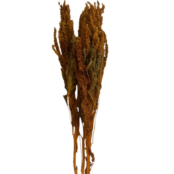 Dry Amaranthus yellow - Image 2