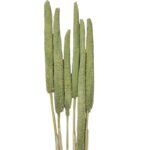 Dry Babalas green - Image 2
