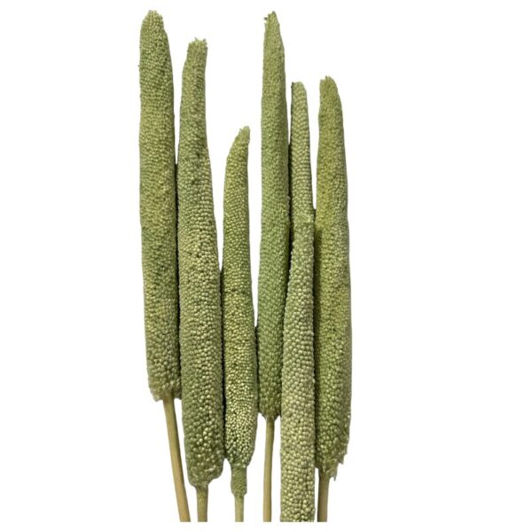 Dry Babalas green 5 units