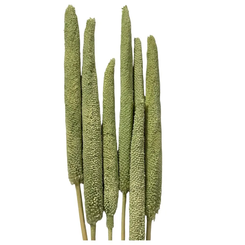 Dry Babalas green 5 units