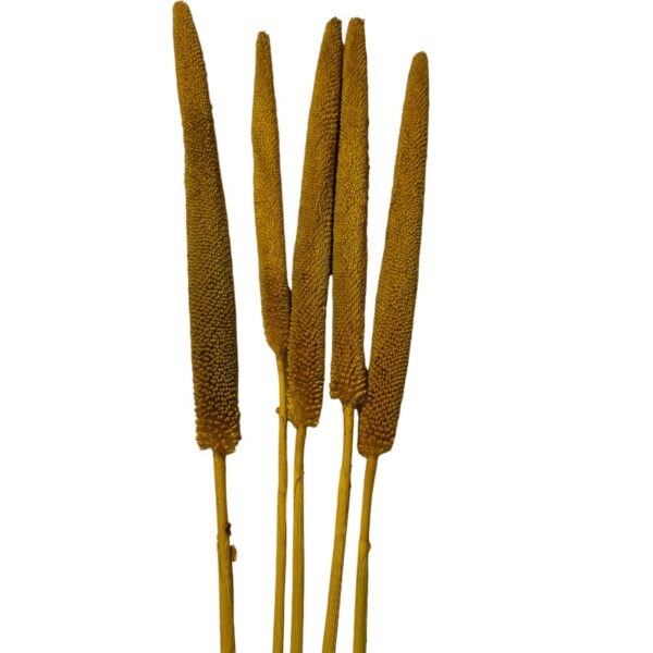 Dry Babalas yellow - Image 2