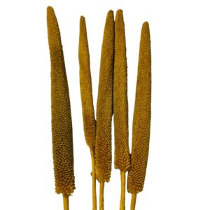 dry yellow babalas 5 units