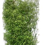 Dry baby's breath green