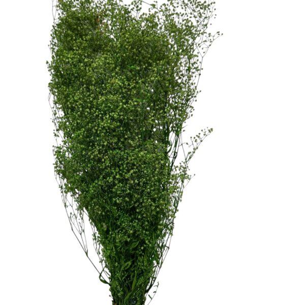 Dry baby's breath green - Image 2