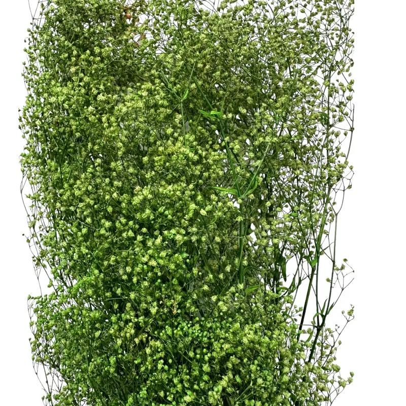 Dry baby's breath green