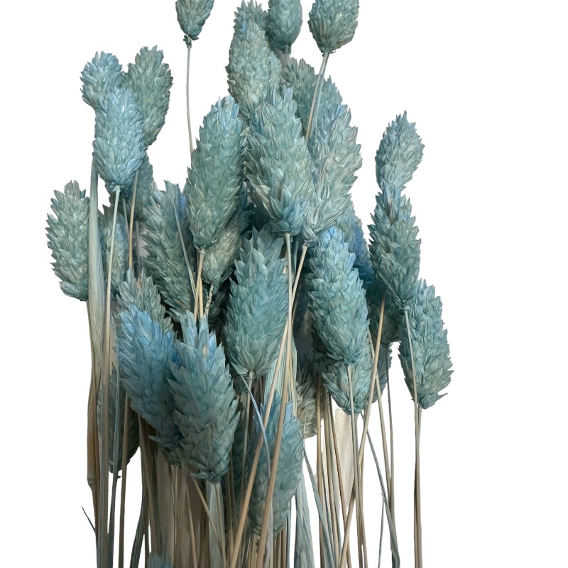 Dry Phalaris blue