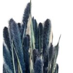 Dry blue Setaria