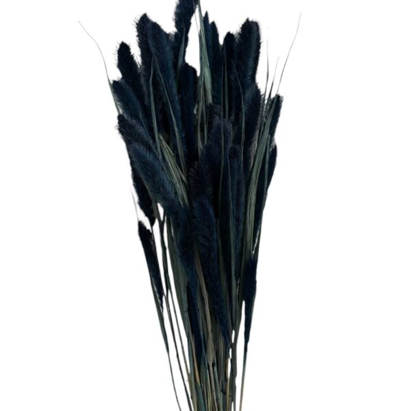 Dry blue Setaria - Image 3