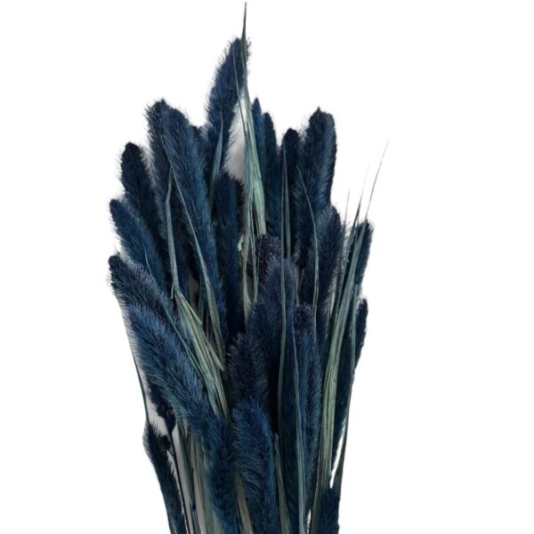 Dry blue Setaria - Image 2