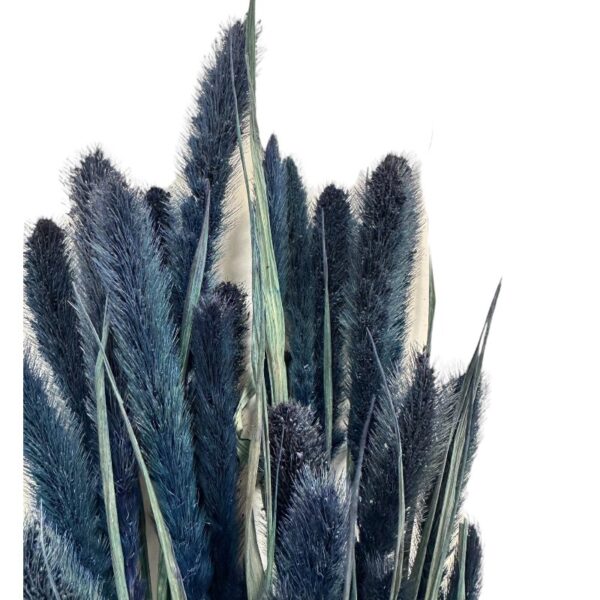 Dry blue Setaria