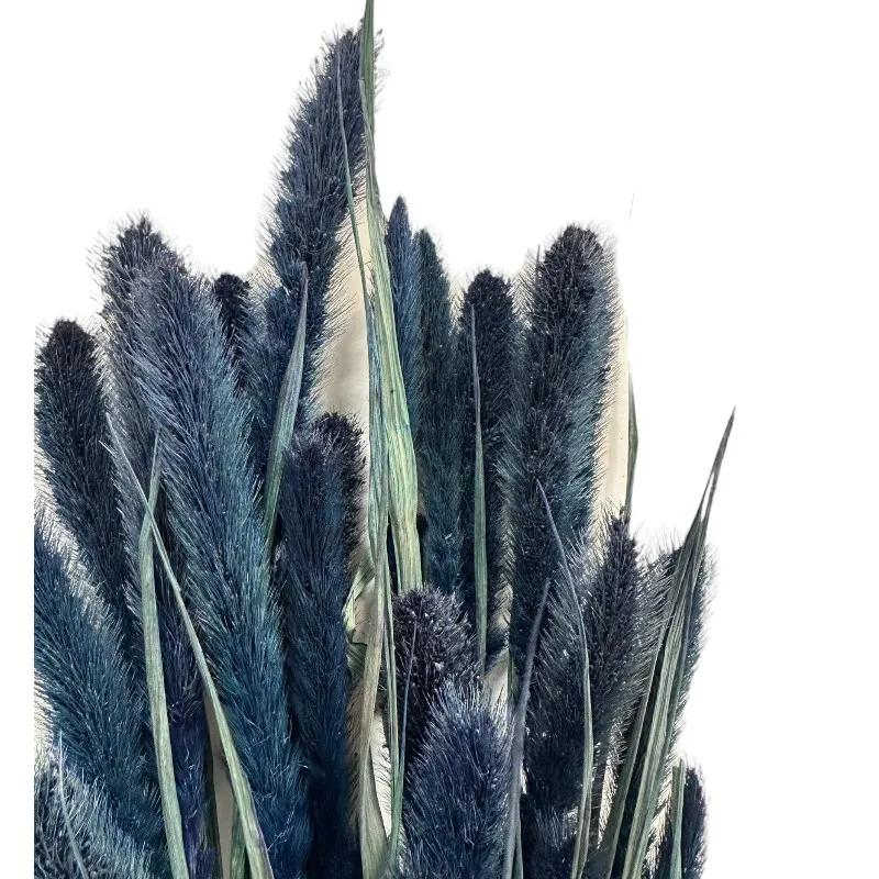 Dry blue Setaria