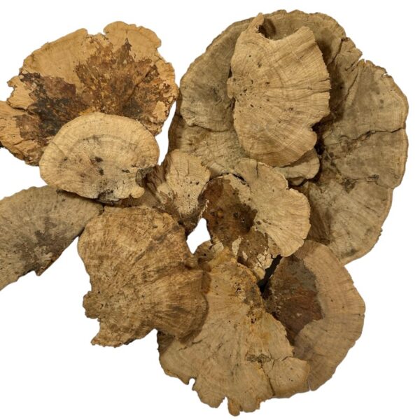 10 dried mushrooms for decoration in different sizes.